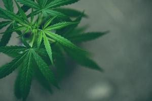 marihuanateelt voor het planten van marihuana met groen blad - cannabisplant of hennepplantteelt voor extract medische gezondheidszorg natuurlijk voor banner en achtergrond foto