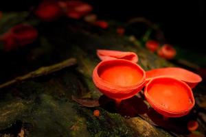 champagnepaddestoelen in het regenwoud. foto