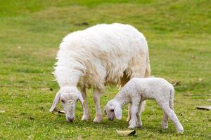 schapen en lammeren in de wei. foto