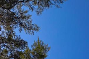 Australische dennenboom met heldere heldere blauwe lucht. foto