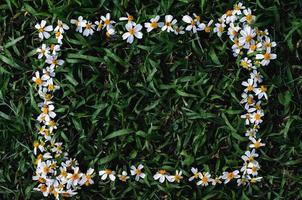Spaanse naalden of bidens alba bloemen instellen als frame op groen gras achtergrond. foto