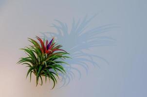 lucht plant tillandsia op witte achtergrond met zijn schaduw van de lichten. foto