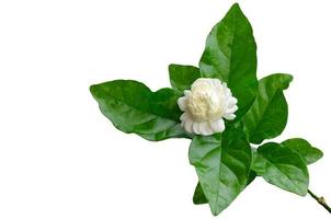 de enkele mooie verse witte thailand jasmin bloem met zijn bladeren uit de tuin die gebruiken voor aroma en thee geïsoleerd op een witte achtergrond. foto