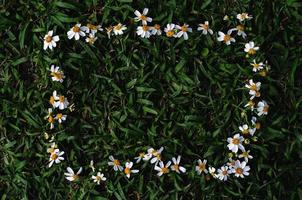 Spaanse naalden of bidens alba bloemen instellen als frame op groen gras achtergrond. foto