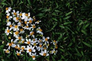 spaanse naalden of bidens alba bloemen op groen gras achtergrond. foto