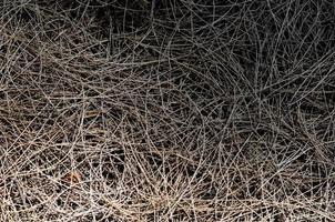achtergrond en textuur van droge Australische dennenboombladeren. foto