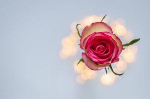 bloeiende roze roos met kleurrijke bokehlichten. foto