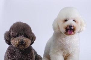 twee schattige poedelhonden die samen zitten foto