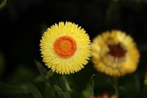 gele bloem op de weide en zwarte bokehachtergrond foto