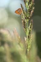 vlinder op gras foto