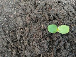 een groene zaailing geplant op zwarte aarde, waardoor het idee ontstond om bomen te planten om de opwarming van de aarde en ecosystemen te verminderen. foto