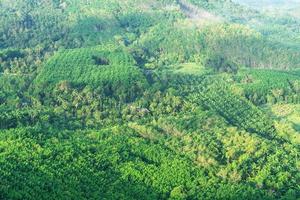 hoge hoek foto van de tuinbouw in thailand