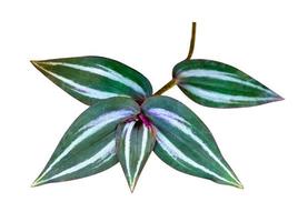 groene bladeren patroon, blad tradescantia zebrinahort of zebrina pendula of inch plant geïsoleerd op een witte achtergrond, inclusief uitknippad foto