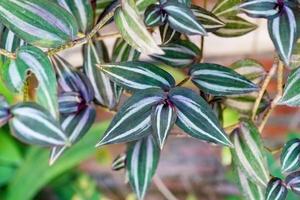 groene bladeren patroon, blad tradescantia zebrinahort of zebrina pendula of inch plant in de tuin foto