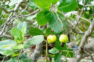 jonge cashewnoot van cashewboom in tuin in thailand foto