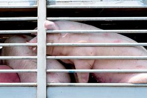 vrachtwagen transport varkens foto