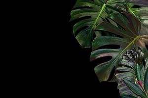 groene bladeren patroon voor natuur concept, tropische blad getextureerde achtergrond met kopie ruimte foto