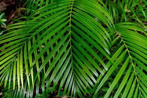 groen bladerenpatroon, bladpalm in het bos foto