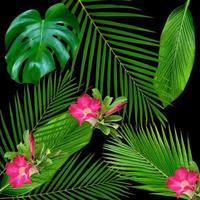 groene monstera bladeren patroon voor natuur concept, tropische blad getextureerde achtergrond foto
