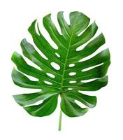 groene bladeren patroon, blad monstera geïsoleerd op een witte achtergrond, inclusief uitknippad foto