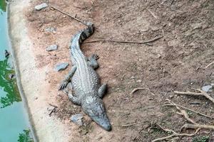 krokodillenboerderij in thailand foto