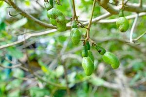 jonge cashewnoot van cashewboom in tuin in thailand foto