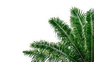 blad kokospalm geïsoleerd op een witte achtergrond, groene bladeren patroon foto