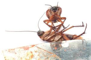 tweeling dode kakkerlakken in de buurt van oude metalen plaat op witte achtergrond foto