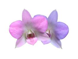 phalaenopsis of orchideeënbloem. close-up roze-blauw hoofd orchidee bloemboeket geïsoleerd op een witte achtergrond. foto