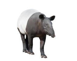 Maleise tapir of Aziatische tapir geïsoleerd foto