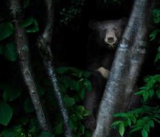 Aziatische zwarte beer in tropisch regenwoud 's nachts foto