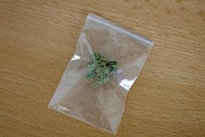 medische marihuana in kleine bug macro vijftig megapixels mango haze foto
