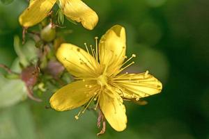 gele wilde ster bloem macro achtergrond hoge kwaliteit prints vijftig megapixels hypericum nummularium familie hyperiacaceae foto