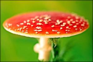 winterpaddestoelen op wilde natuur botanische achtergrond prints van hoge kwaliteit foto