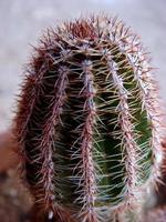 tropische planten macro cactussen en vetplanten achtergronden wallpapers fine art prints foto