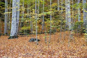 bos in yedigoller nationaal park, bolu, turkije foto