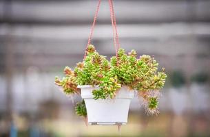 mooie vetplant in pot hangen in de tuin achtergrond foto