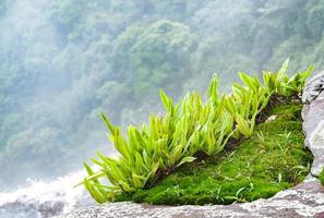 groene plantenvaren die op mos op de rotssteen in de klif hoge watervalstroom en bos groeien foto