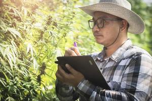 slimme boer in cannabisboerderij, aziatische boer die moderne tablettechnologie gebruikt om controle op marihuana te controleren, agrarische cannabisteelt. foto