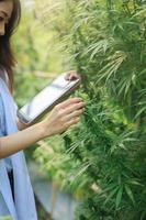 hand van wetenschapper die hennepplanten in een kas controleert. marihuana-onderzoek, cbd-olie, concept voor alternatieve kruidengeneeskunde, farmaceutische industrie. foto