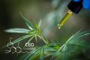 CBD-elementen in cannabis, pipet met hennepolie op onscherpe achtergrond. wietolie tegen wietplant, cbd of thc olie. foto