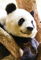 panda in de dierentuin foto