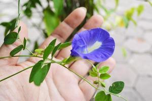 close up van vlinder erwt bloem met hand achtergrond foto