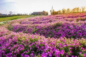 landschap van bloeiend roze en wit bloemenveld met mooi huis op de berg onder de rode kleuren van de zomerzonsondergang. foto