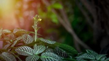 groene bomen gedijen 's ochtends in een tuin. foto