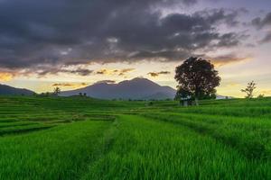 het natuurlijke panorama van indonesië met groene rijstvelden. zonnige ochtend op de dorpsboerderij foto