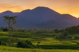 panorama van de natuurlijke schoonheid van Azië. weids uitzicht over groene en terrasvormige rijstvelden foto