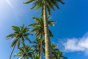 mooie ochtendmening in Indonesië. kokospalmen in de rij onder de blauwe lucht in de ochtend foto