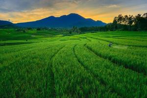 panoramisch uitzicht op de ochtend in de rijstvelden met boeren die ongedierte sproeien foto