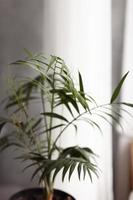 huis tuin planten. groene planten verzorgen. grote groene palm in mand. sproeien van water op bladeren. water geven aan planten. plant palm in woonkamer. selectieve focus foto